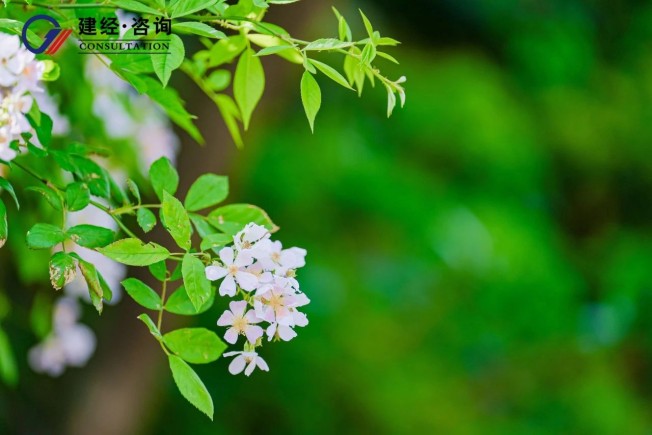 拈花十如，，春风十度 | mansion88友康2025春日团建——mansion88梦享合资人共赴一场自然与初心的星火之约-mansion88新闻-mansion88动态-mansion88