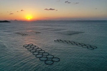 海洋碳汇对地方财务收入影响剖析——以大陈岛为例